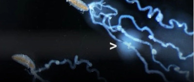 它们留给后代的唯一礼物是数十亿个病毒，用来保平安