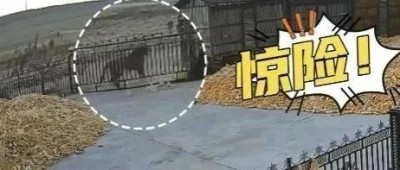 老虎进村咬伤村民，官方通报