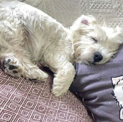 小狗被毒死，她自学刑法“死磕”投毒者700天