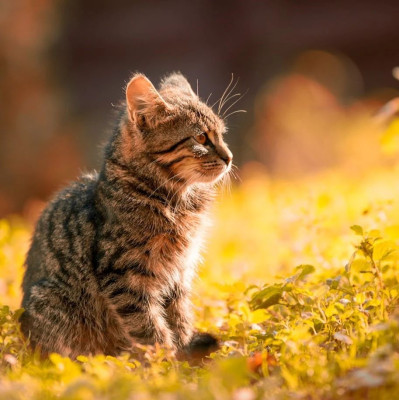 会蹭会撒娇，这里有只话痨小猫｜萌宠寻人启事114期