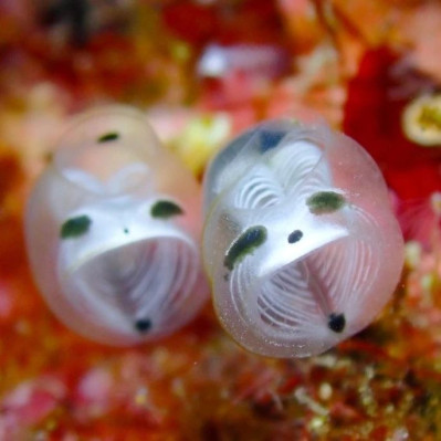 长得像骷髅熊猫的小东西，终于在2024年有了名字