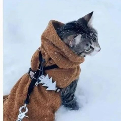 美国TT难民，涌入小红书交猫税