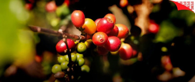 中国咖啡，巴西风味：咖啡热潮如何点燃中巴合作？