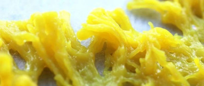 年轻人流行养黏菌当宠物，对身体有害吗？