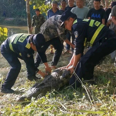 310斤鳄鱼咬破铁笼脱逃，特警开枪击毙