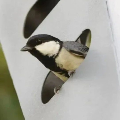 鸟在路灯里筑巢？这是住得更好，还是更差了？