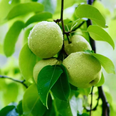 蒸梨十碗不如梨膏一勺