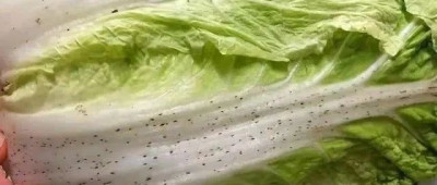 大白菜上的黑点是什么？还能吃吗？