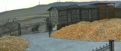 东北虎进村伤人事件，后续来了