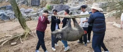 抓到“野猪”可以免费带走？