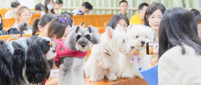 我的“助教”是小狗/小猫！真没骗你……