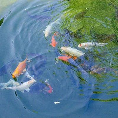 “网红猪鲤”撑死，警示违规投喂之害