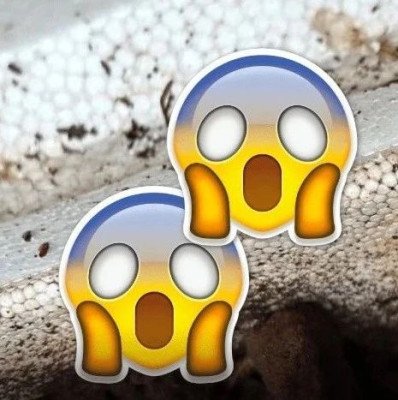 我的垃圾堆里长出了“蛆”，你跟我说是大好事？