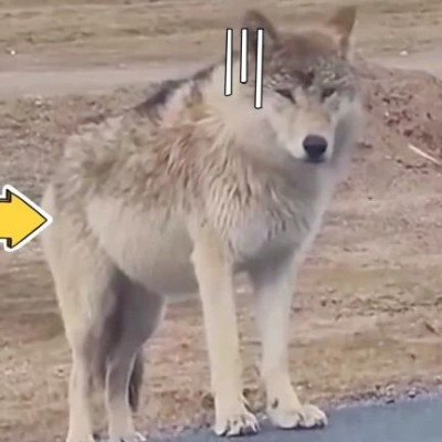 可可西里“网红狼”被游客喂成“胖球”！到底该不该喂？