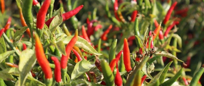 新疆辣椒又被西方媒体盯上了？外交部：换个好点的编剧吧