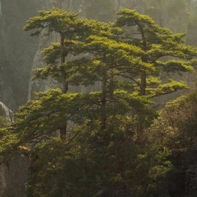 钱学森“四大弟子”之一，褚桂柏逝世