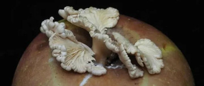 “果菌王”获奖啦！