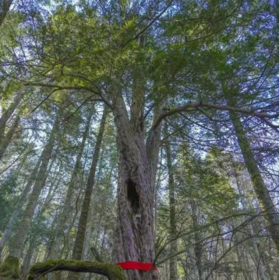 树龄超千年！吉林发现罕见红豆杉古树群