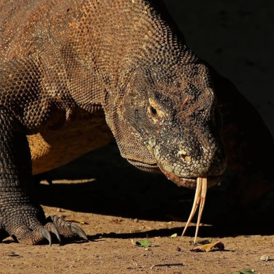 铁齿钢牙……科莫多巨蜥？！