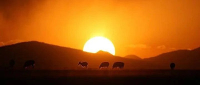 在羌塘大草原，我仿佛见到了马赛马拉