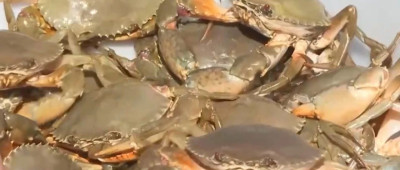 塔克拉玛干沙漠，养出了大螃蟹！