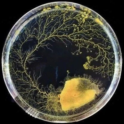 年轻人流行养黏菌当宠物！网友傻眼：竟然怪可爱的