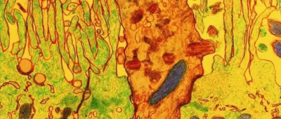 嗅觉嗅觉，你如此神秘，AI能帮忙破解吗？|《自然》长文