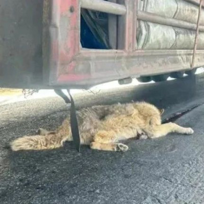 “可可西里网红狼”被货车压死，司机要担责吗？