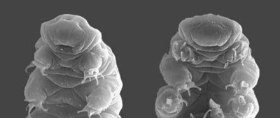 我国科学家找到水熊虫不怕核辐射的秘密，对人类有借鉴意义；剧烈运动能降低食欲｜环球科学要闻