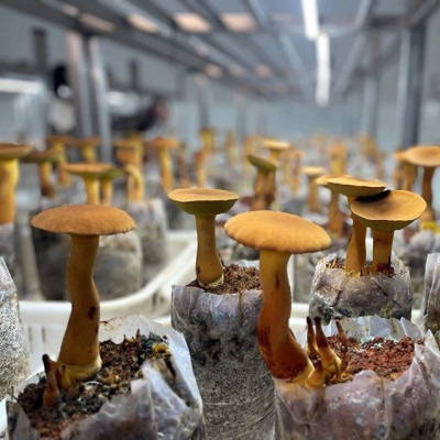 云南上大招！“见手青自由”要来了