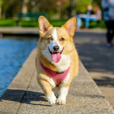 亲人可爱，小狗很乖｜萌宠寻人启事115期