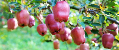 从撂荒坡到“花果山”，花牛何以“牛”