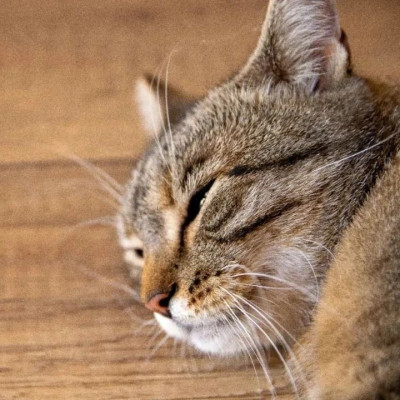 掉头发、睡不好、总感觉累？你可能缺铁了｜科学60秒