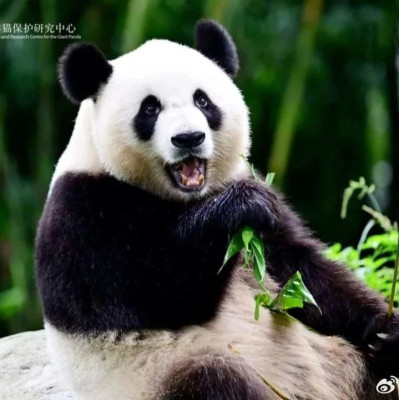 大熊猫安安可可今日赴港，将定居海洋公园