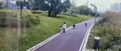 母女公园内遭4条恶犬围攻撕咬，警方通报