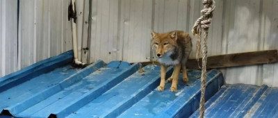 “狐三条”回家记