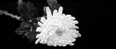 吴月芳教授逝世