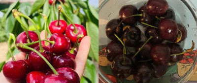 为什么树上一簇簇的樱桃，买到手都被拆成单个果子？ | 有趣的制造