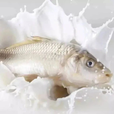 印尼缺牛奶，改用鱼奶给小孩喝，鱼什么时候可以产奶了？