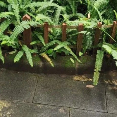 观鸟时被绊倒，我一屁股杵在了栅栏的木头尖尖上