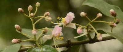 广西发现新物种