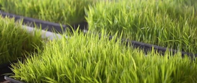 什么？新疆和田沙漠里种出了水稻！