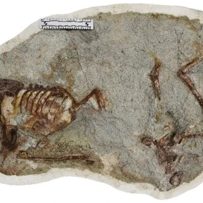 发现“百年鸳鸯龙”！网友：连恐龙都这么浪漫了吗～