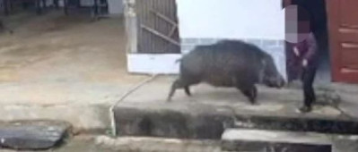 老人在家中遭野猪攻击致死，官方通报