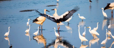 请查收！宝马20年的中国履责答卷