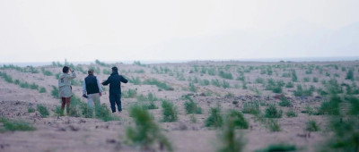 我们为什么要去关注远方的这棵树