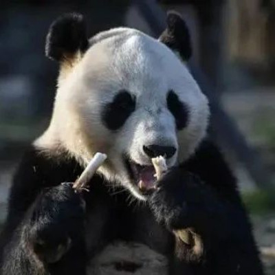 芬兰：养不起了，将提前归还