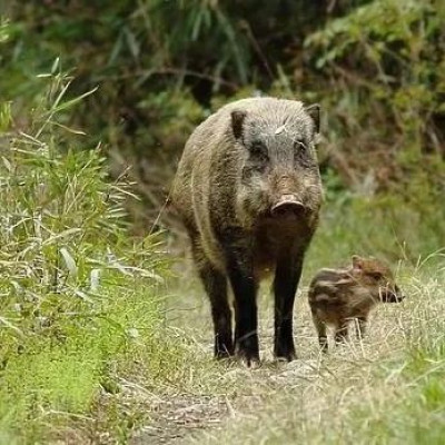 国家林草局回应“野猪致害事件”