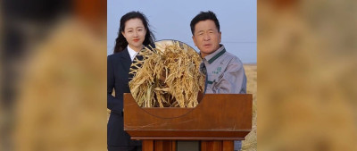 赵shú，帮咱介绍下 rice ！