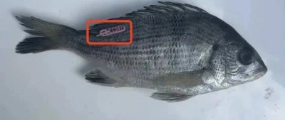 如果钓到这种“带编码”的鱼，请与他们联系……